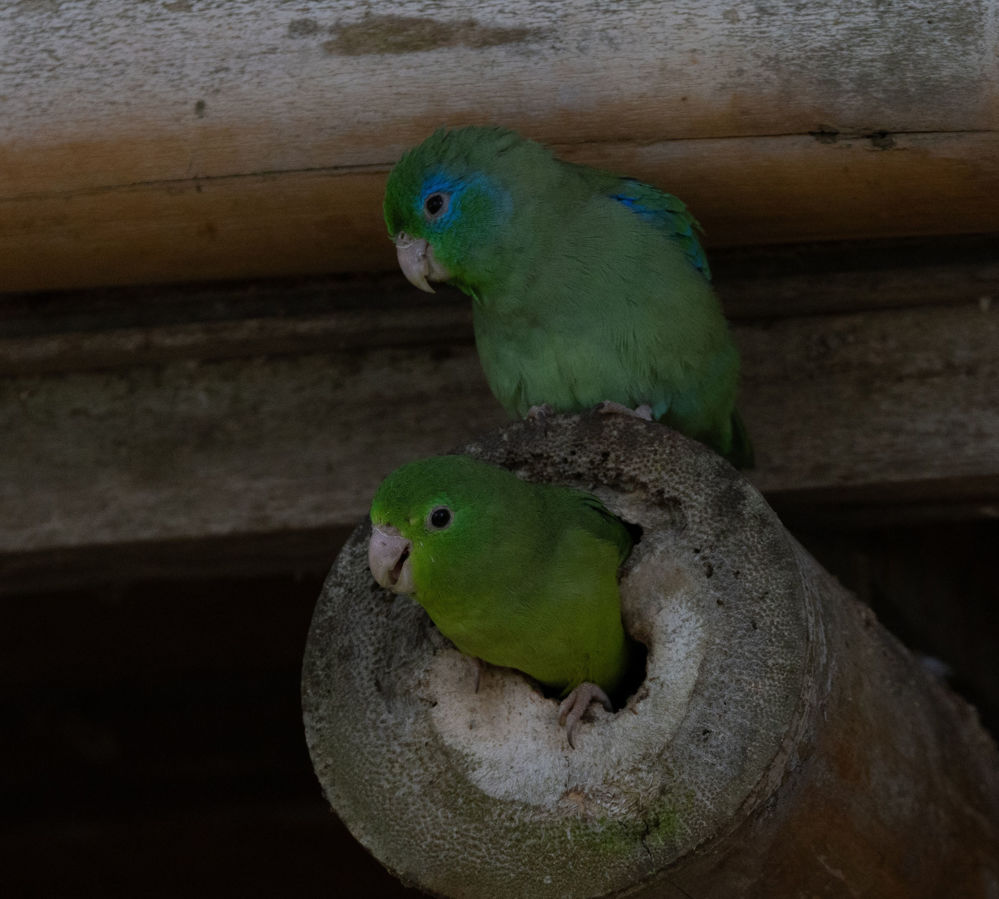 Spectacled Parrotlet. Photo D Ascanio